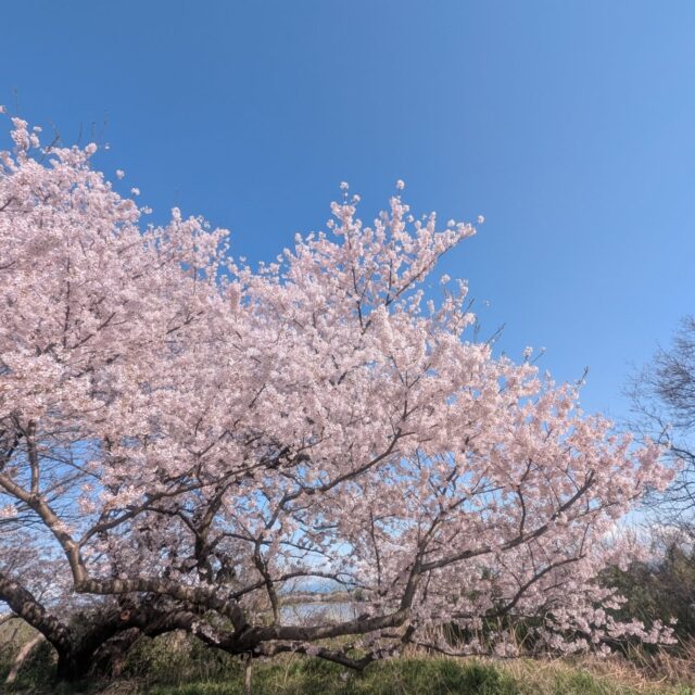 今週月曜日、桜が満開だったので看板犬のらむと一緒に鳥屋野潟公園まで散歩に。らむは楽しそうに春の香りを嗅いでました。

この日は、鳥屋野潟公園近くのatlier rintoさんでイベントが開催されていたので散歩帰りに寄り道。
三角フラスコさん、mountain groceryさん、阿部農園さん、つなぐ便さんなどなど、お話しながらの買い物が楽しかったです。

草花がカラフルになる春はいいな🌸